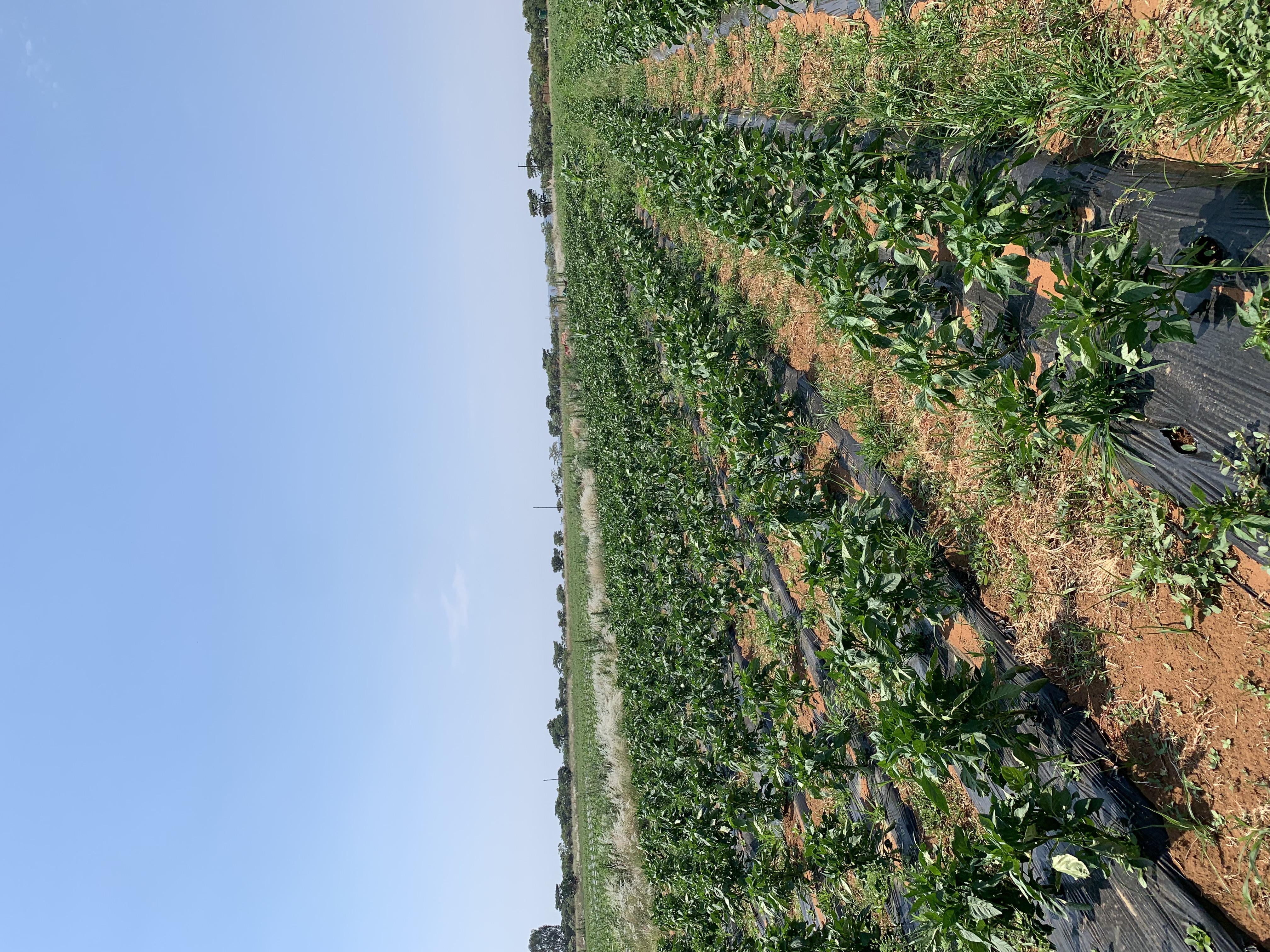 Spring Harvest