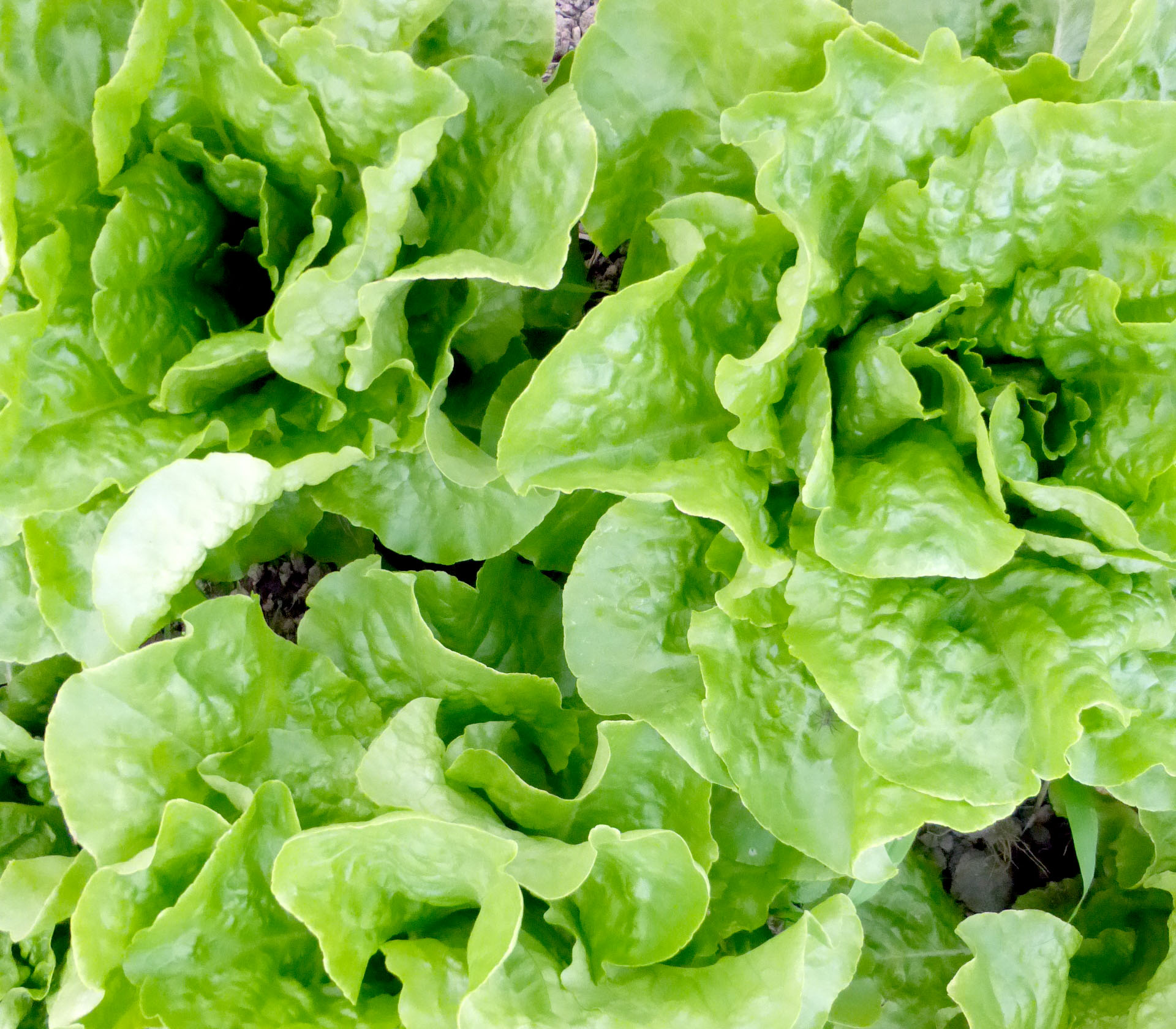 Lettuce